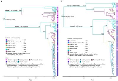 Molecular evolution and phylogeographic analysis of wheat dwarf virus